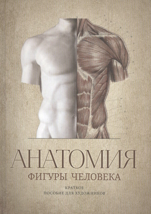 Обложка книги "Могилевцев: Анатомия фигуры человека. Краткое пособие для художников. Выпуск 1. Учебное пособие"