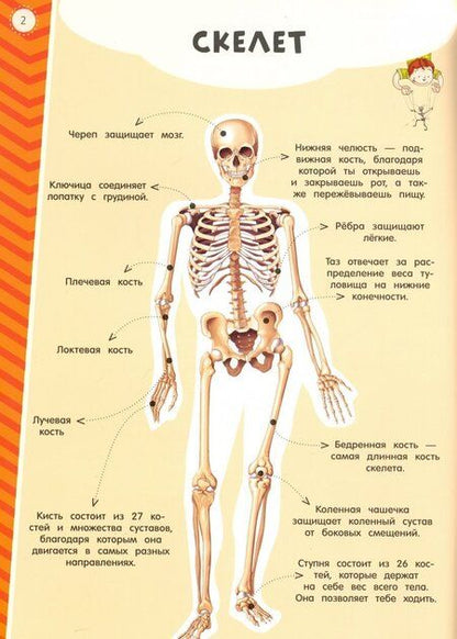 Фотография книги "Мой атлас с наклейками. Тело человека"