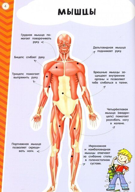 Фотография книги "Мой атлас с наклейками. Тело человека"