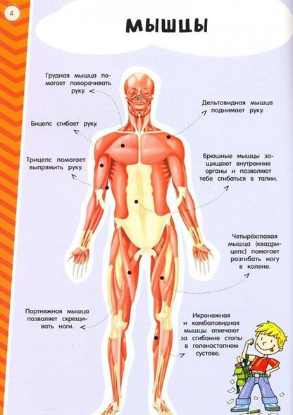 Фотография книги "Мой атлас с наклейками. Тело человека"