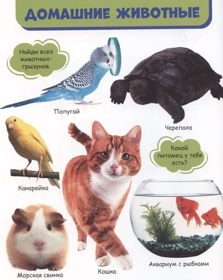 Фотография книги "Мои любимые животные"