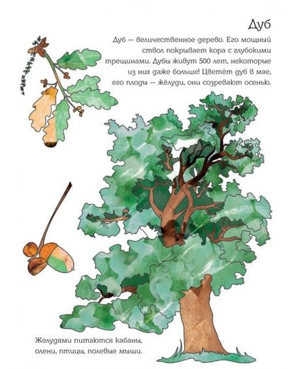 Фотография книги "Мой первый гербарий. Цветы и листья. ФГОС"