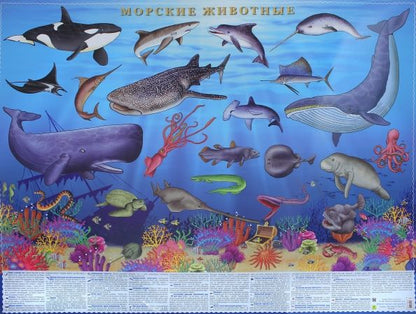 Обложка книги "Морские животные. Настольное издание"