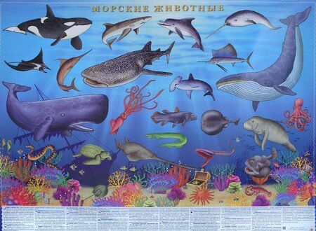 Фотография книги "Морские животные. Настольное издание"