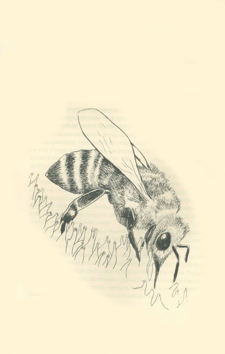 Фотография книги "Найланс, Фриман: Чего хотят пчёлы. Пчеловодство по замыслу Природы"