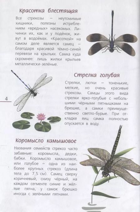 Фотография книги "Наши насекомые. Определитель для детей"