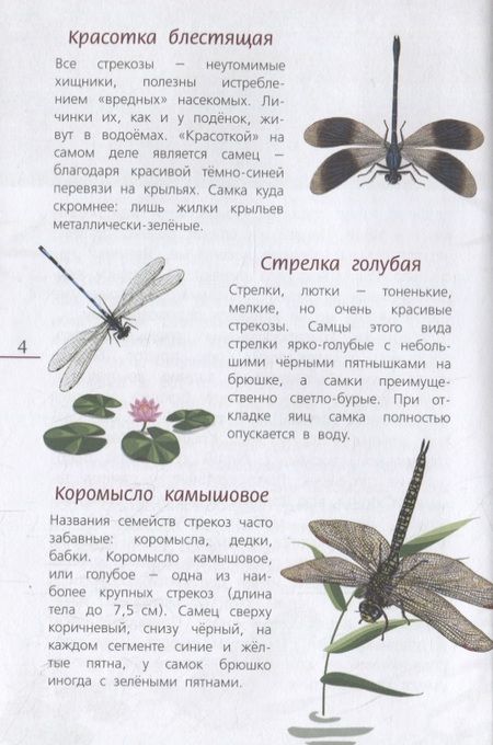Фотография книги "Наши насекомые. Определитель для детей"