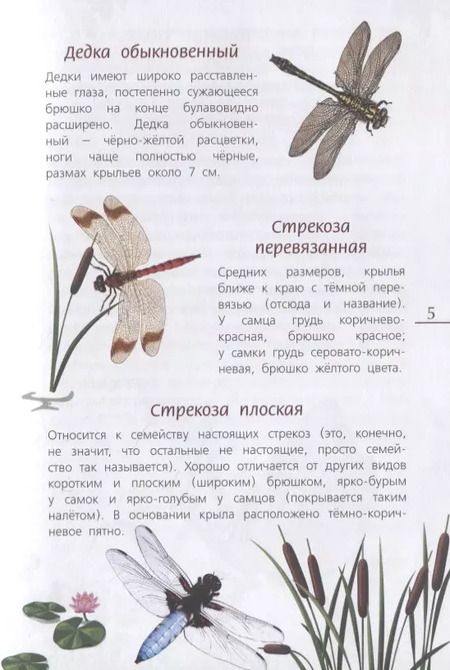 Фотография книги "Наши насекомые. Определитель для детей"