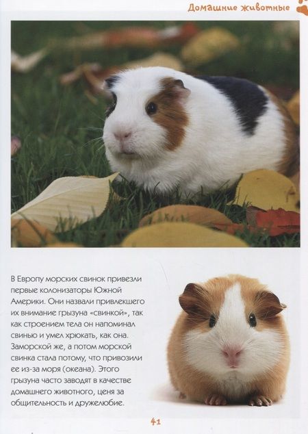 Фотография книги "Наталья Куйе: Моя любимая книга о животных"