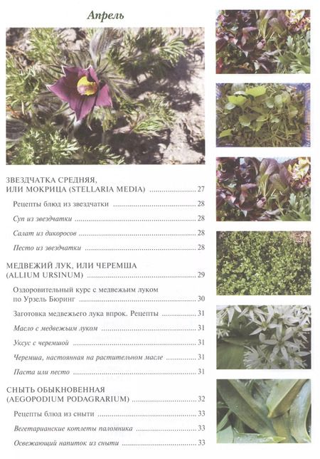 Фотография книги "Наталья Лойтнант: 12 месяцев в аптекарском огороде"