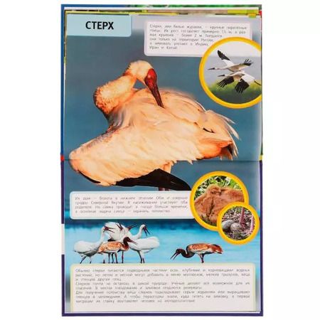 Фотография книги "Наталья Седова: Птицы Красной книги"