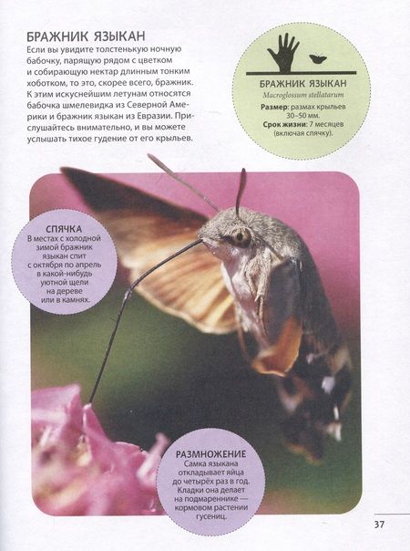 Фотография книги "Невероятные насекомые и другие маленькие животные"