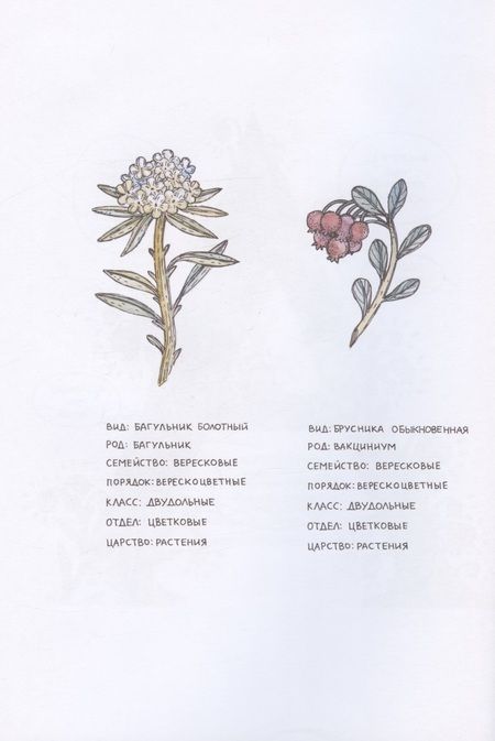 Фотография книги "Никитина: Азбука Северных растений"