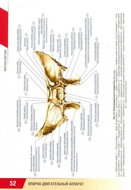 Фотография книги "Никитюк, Клочкова: Анатомия человека. Атлас для педиатров"