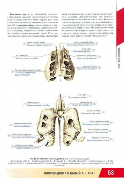 Фотография книги "Никитюк, Клочкова: Анатомия человека. Атлас для педиатров"