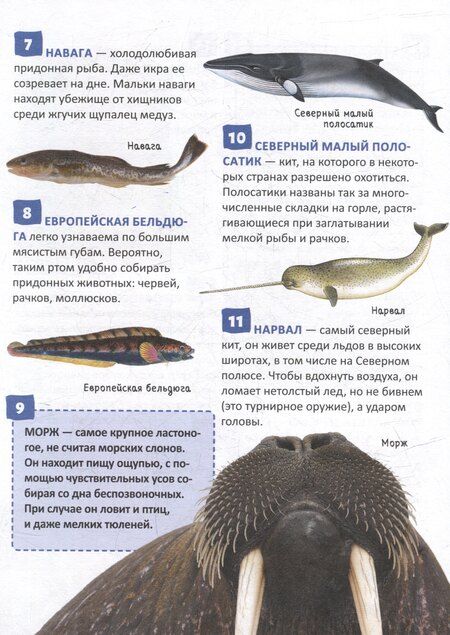 Фотография книги "Николаевна, Михайлович: Энциклопедия российского школьника. Подводный мир. 250 фактов"