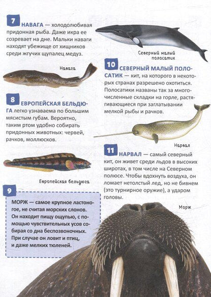 Фотография книги "Николаевна, Михайлович: Энциклопедия российского школьника. Подводный мир. 250 фактов"