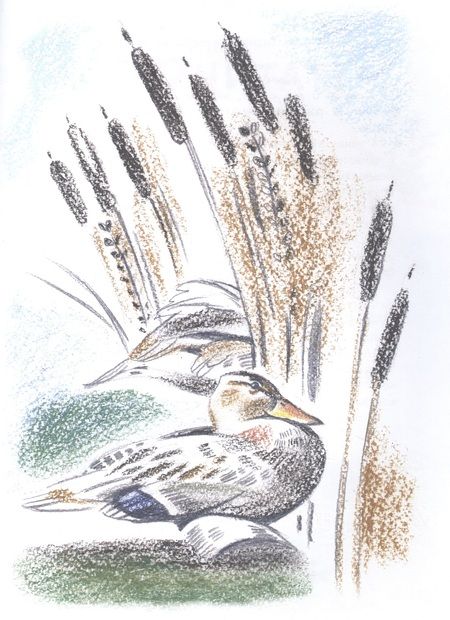 Фотография книги "Николай Семченко: Заяц в море. Рассказы о Северной Камчатке"