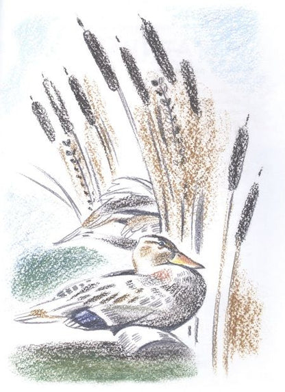 Фотография книги "Николай Семченко: Заяц в море. Рассказы о Северной Камчатке"