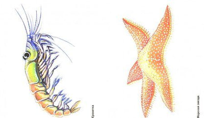 Фотография книги "Обитатели океана в картинках. Наглядное пособие для педагогов, логопедов, воспитателей и родителей"