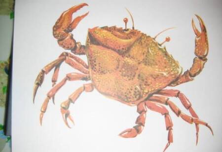 Фотография книги "Обитатели океана в картинках. Наглядное пособие для педагогов, логопедов, воспитателей и родителей"