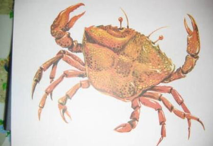 Фотография книги "Обитатели океана в картинках. Наглядное пособие для педагогов, логопедов, воспитателей и родителей"