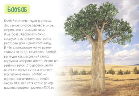 Фотография книги "Обучающая книга «Деревья»"