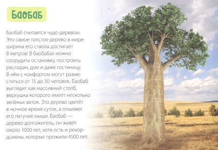 Фотография книги "Обучающая книга «Деревья»"