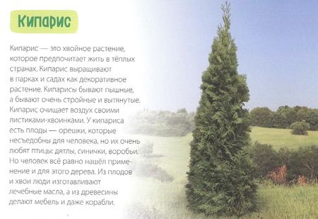 Фотография книги "Обучающая книга «Деревья»"