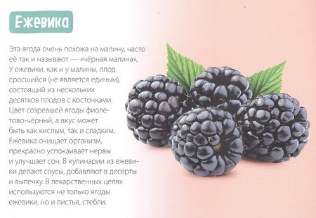 Фотография книги "Обучающая книга «Полезные ягоды»"