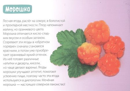 Фотография книги "Обучающая книга «Полезные ягоды»"