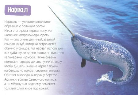 Фотография книги "Обучающая книга «Полярные животные»"