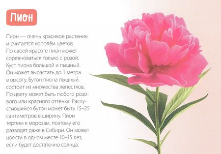 Фотография книги "Обучающая книга «Цветы»"