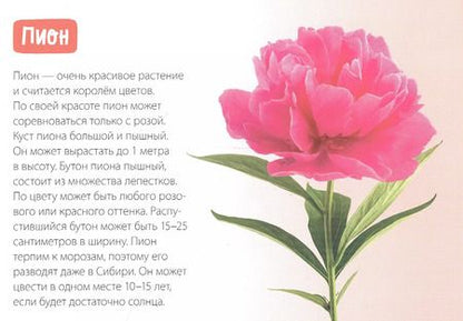 Фотография книги "Обучающая книга «Цветы»"