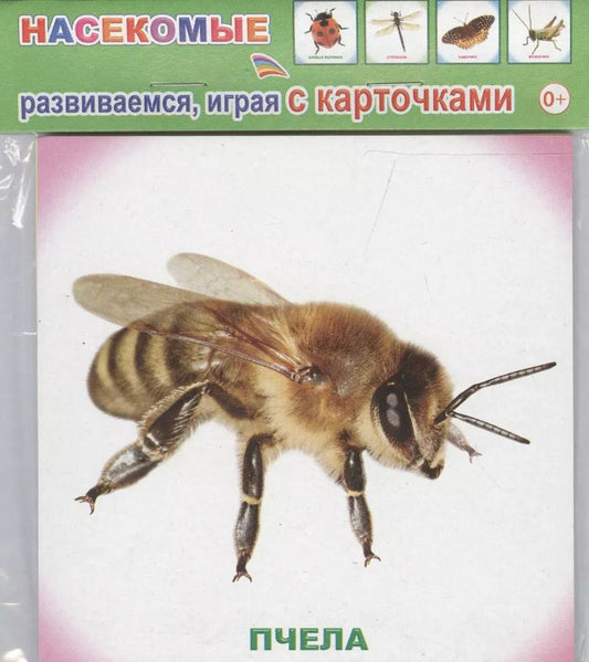 Обложка книги "Обучающие карточки. Насекомые"