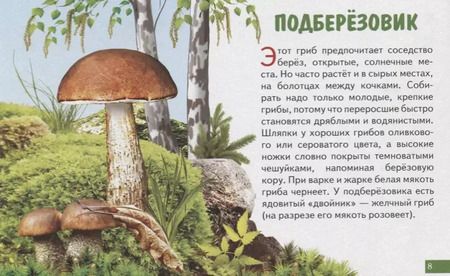 Фотография книги "Обучающие карточки "Грибы""