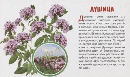 Фотография книги "Обучающие карточки "Полевые цветы""