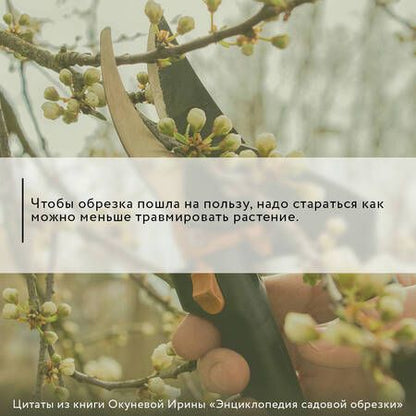 Фотография книги "Окунева: Энциклопедия садовой обрезки"