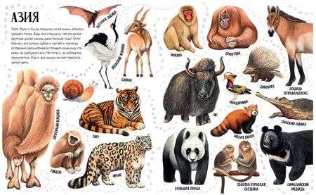 Фотография книги "Ольга Константиновская: Приключения улитки Элли в мире животных"