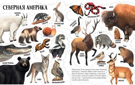 Фотография книги "Ольга Константиновская: Приключения улитки Элли в мире животных"