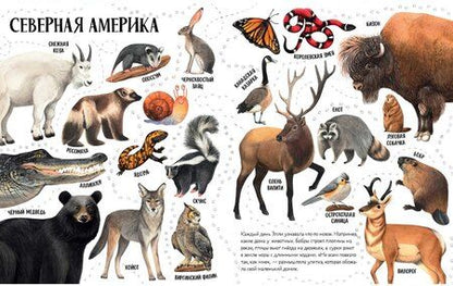 Фотография книги "Ольга Константиновская: Приключения улитки Элли в мире животных"