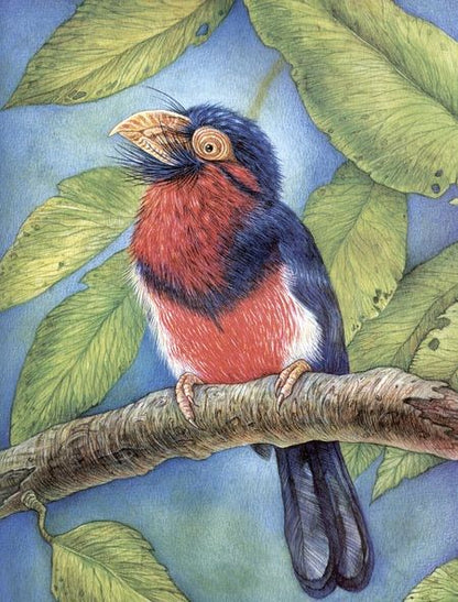 Фотография книги "Орсо: Азбука диковинных птиц. Для взрослых и детей"