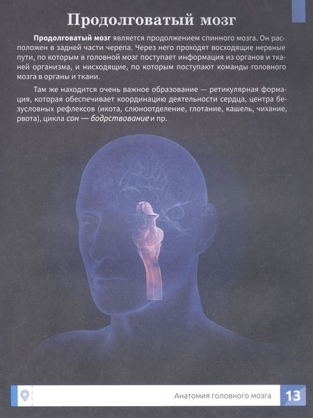 Фотография книги "Озорнина: Мозг человека. Самая умная энциклопедия"