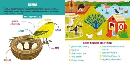 Фотография книги "Парамонова АннаЖивотные. Визуальный словарь"