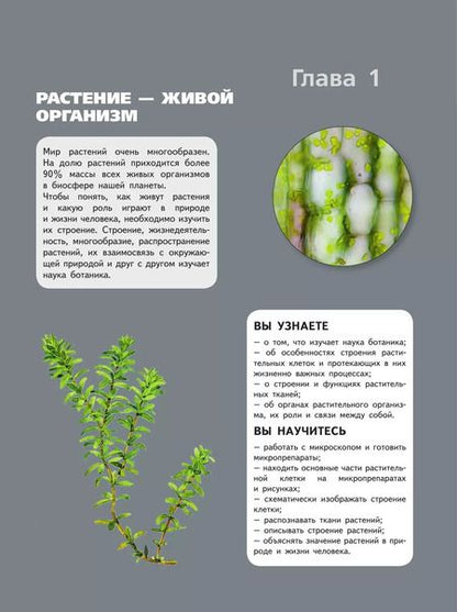 Фотография книги "Пасечник, Суматохин, Швецов: Биология. 6 класс. Базовый уровень. Учебник"