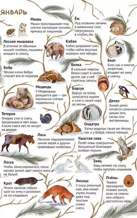 Фотография книги "Павел Дик: От зимы к лету. Как живут лесные звери"