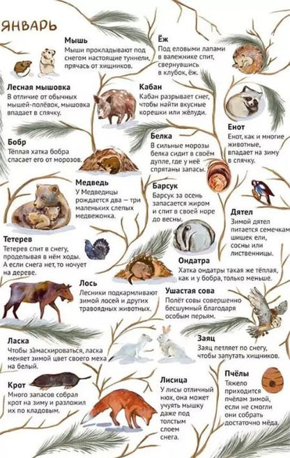 Фотография книги "Павел Дик: От зимы к лету. Как живут лесные звери"