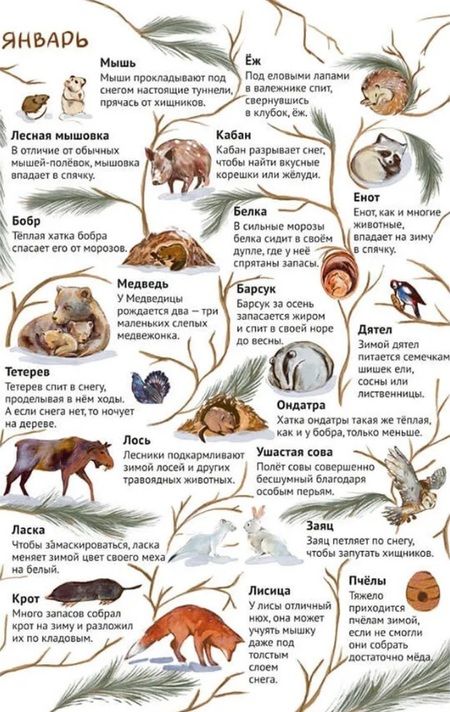 Фотография книги "Павел Дик: От зимы к лету. Как живут лесные звери"