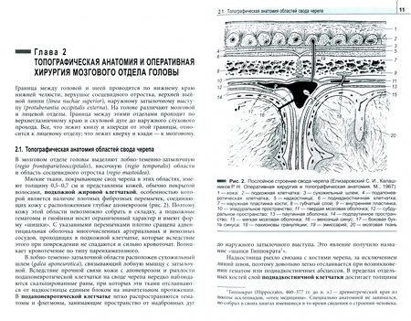 Фотография книги "Павлов, Виноградов, Жеребятьева: Клиническая анатомия головы и шеи. Учебник для студентов лечебного факультета"