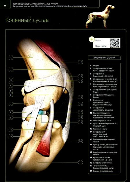 Фотография книги "Перис, Ревириего, Костлин: Клиническая 3D-анатомия суставов у собак. Визуальная диагностика. Предрасположенность к патологиям"